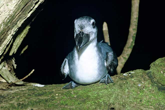 Broad-billed prion