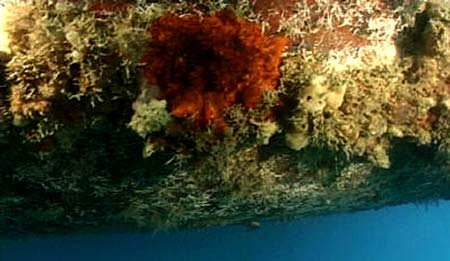 Fouling