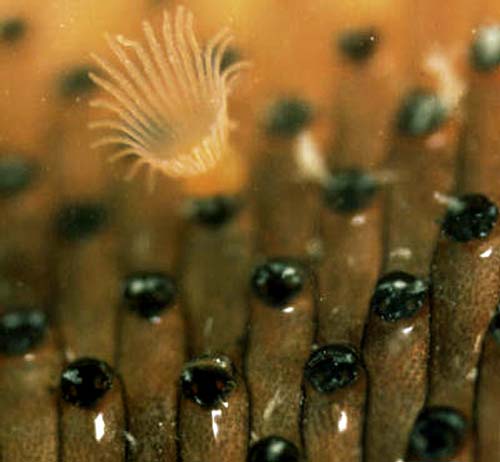 A fouling bryozoan