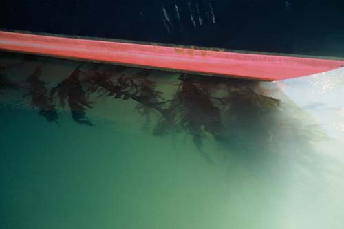 Undaria on yacht hull