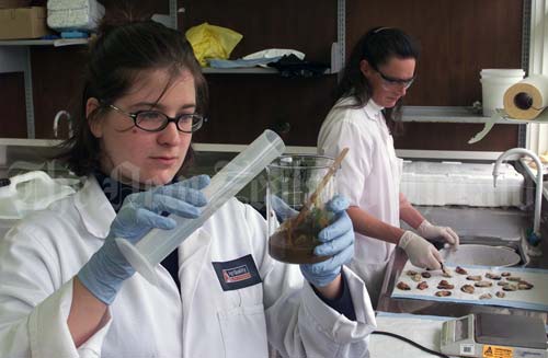 Testing mussels for toxins