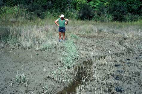 Cordgrass control