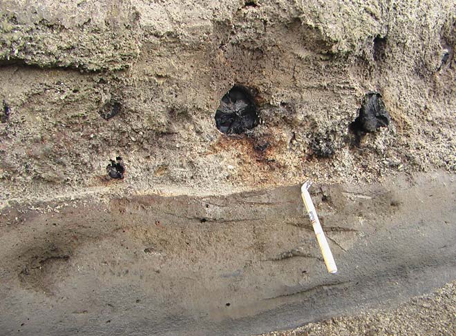 Charred logs in Taupō ignimbrite