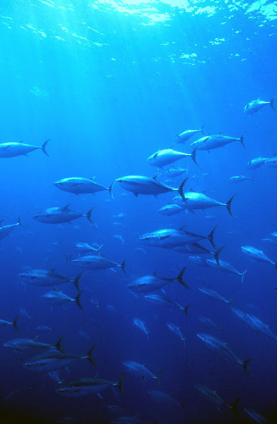Southern bluefin tuna