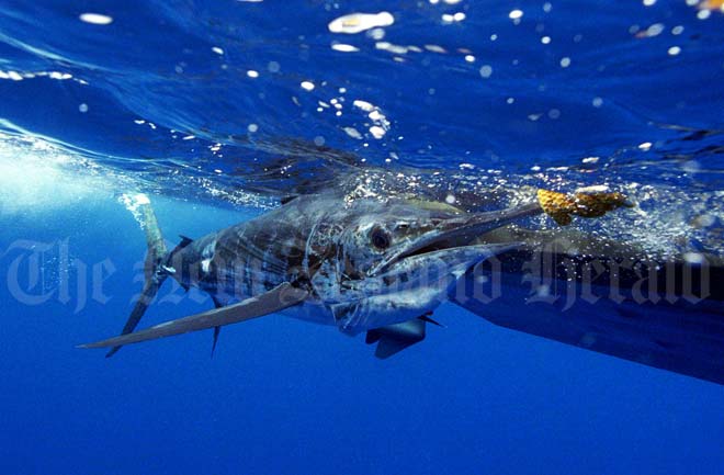 Tag and release