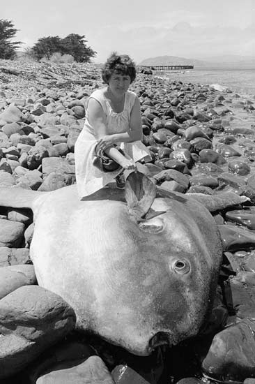 Stranded sunfish 