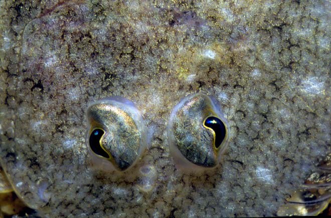 Common sole 