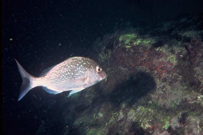 Snapper
