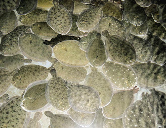 Juvenile turbot