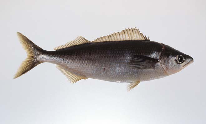 Telescope fish 