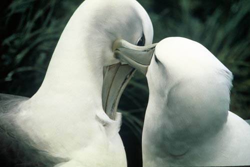 Toroa (albatross)