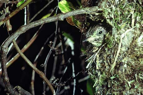 Pīpīwharauroa chick