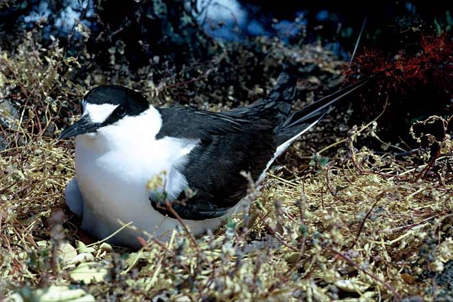 Sooty tern with egg