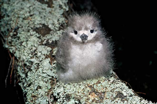 White tern chick