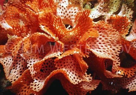 Lace coral