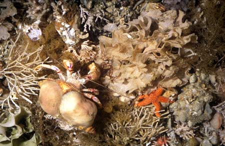 Bryozoan thicket