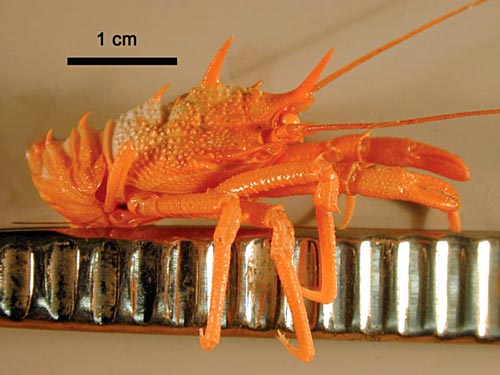 Squat lobster 