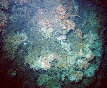 Stony coral 