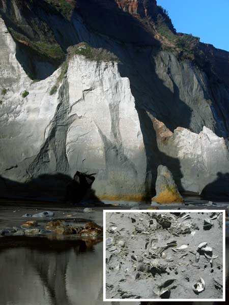 Fossil outcrop