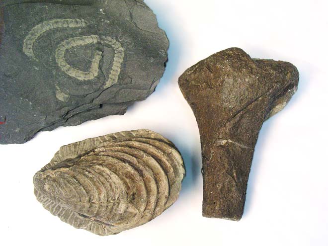 Three types of fossil