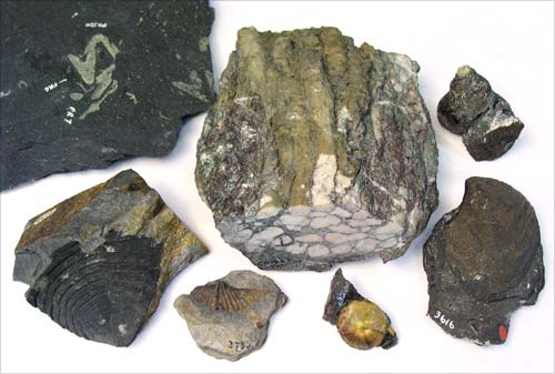 Paleozoic fossils