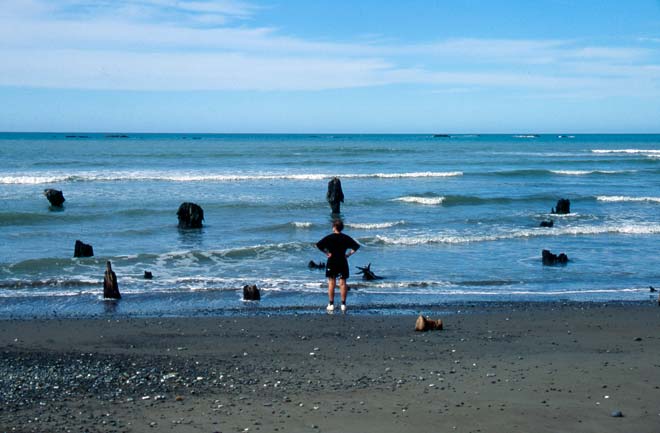 Fossil stumps 