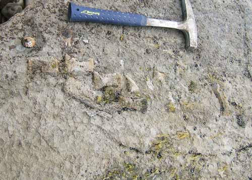 Fossil bone 