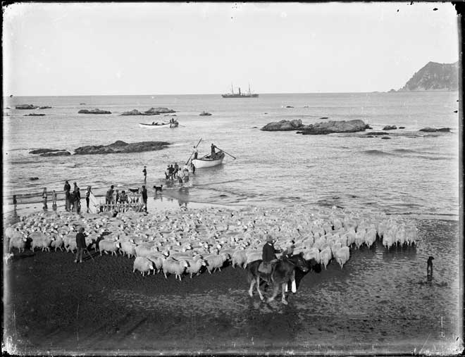 Transporting sheep