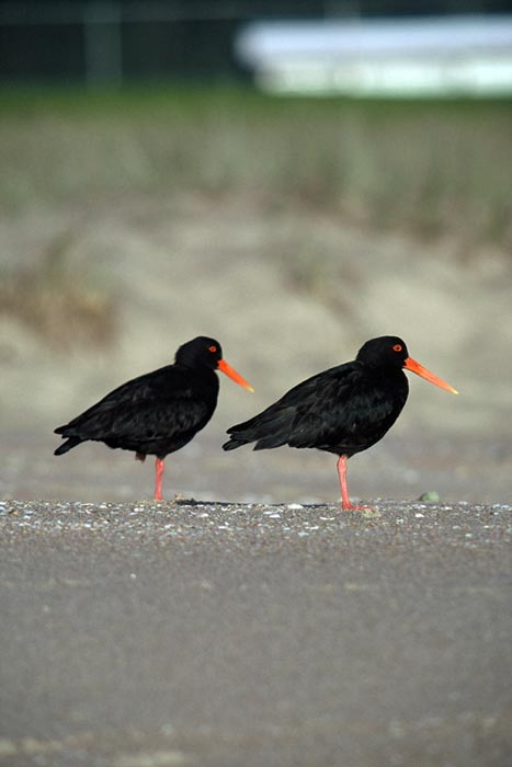 Variable oystercatchers