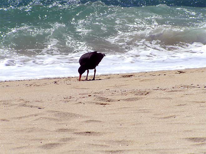 Variable oystercatcher feeding