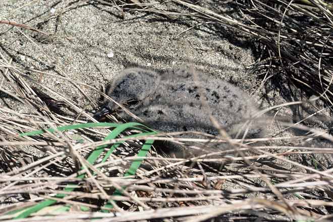 Variable oystercatcher chick