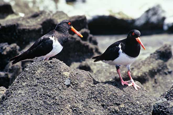 Chatham Island oystercatchers