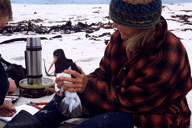 Banding a Chatham Island oystercatcher