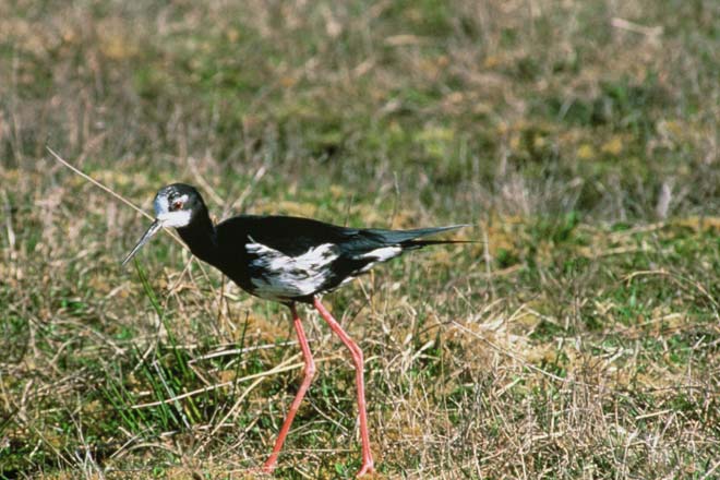 Black–pied stilt hybrid