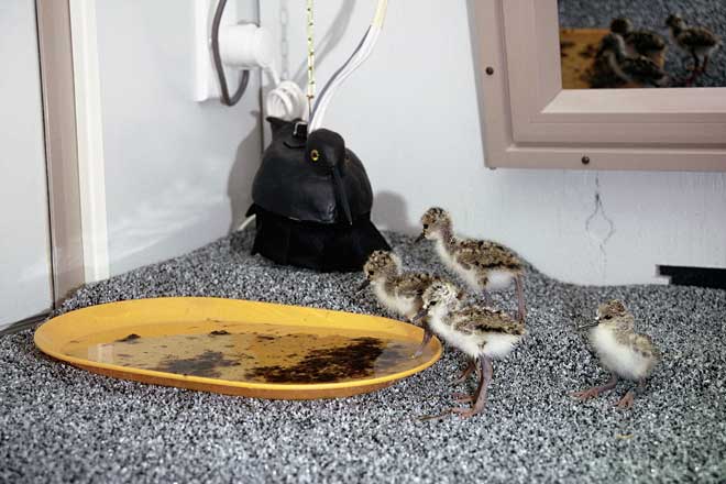 Black stilt breeding programme 