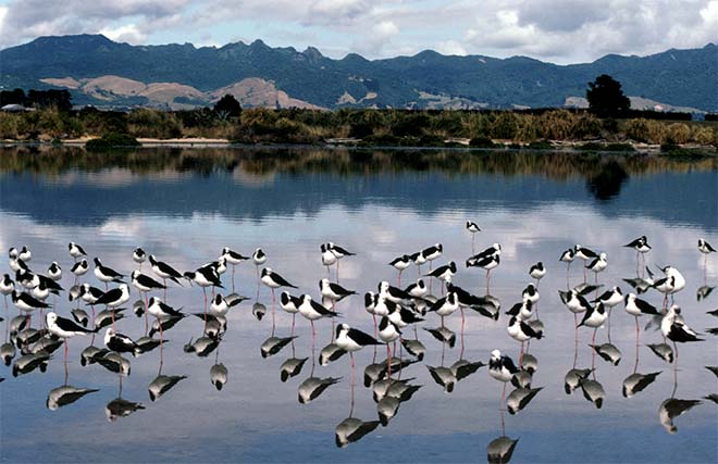 Pied stilts, Tauranga Harbour