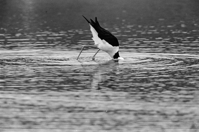 Pied stilt feeding