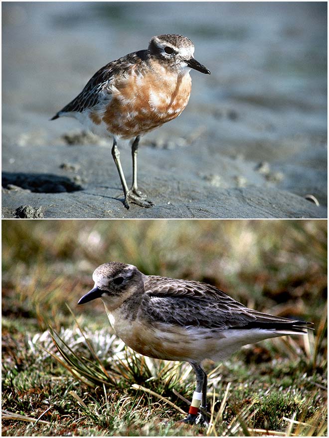 New Zealand dotterel plumage