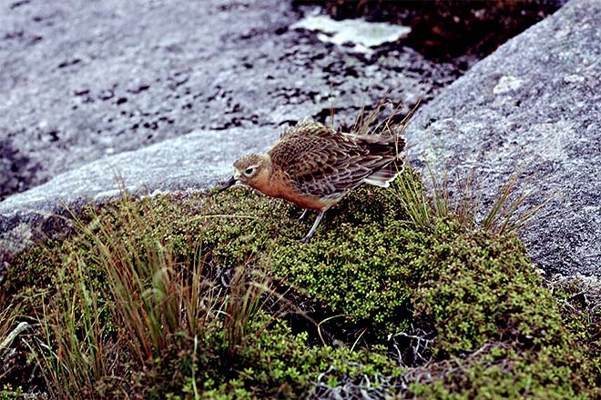 Male dotterel displaying