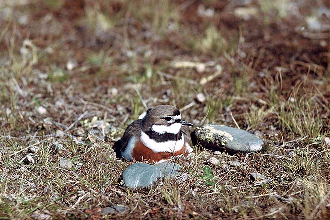 Male banded dotterel on nest