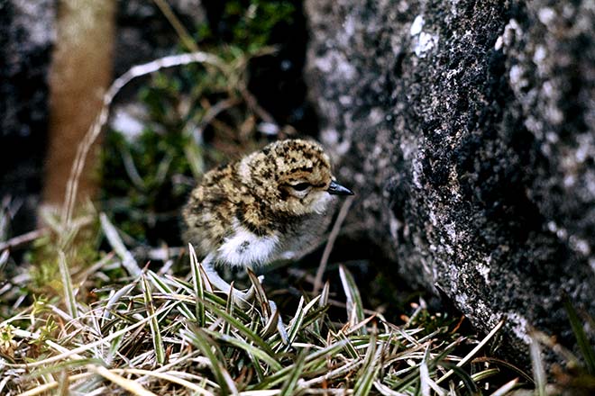 Banded dotterel chick