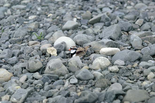 Black-fronted dotterel on nest