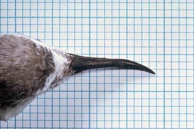Wrybill’s curved bill 
