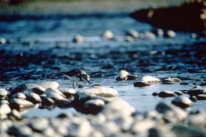 Wrybill feeding at a stream 