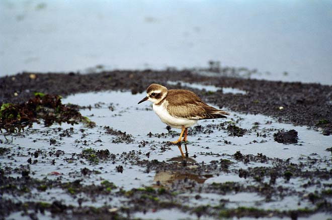 New Zealand shore plover juvenile