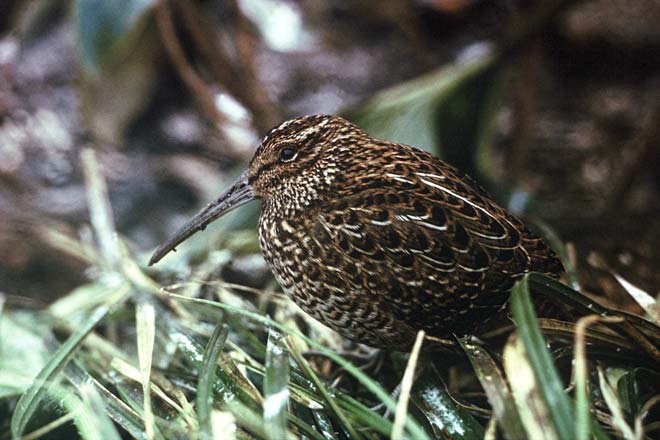 South Island snipe