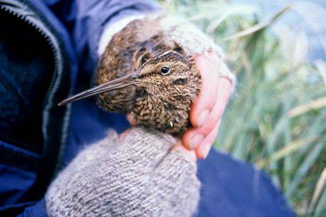 Campbell Island snipe