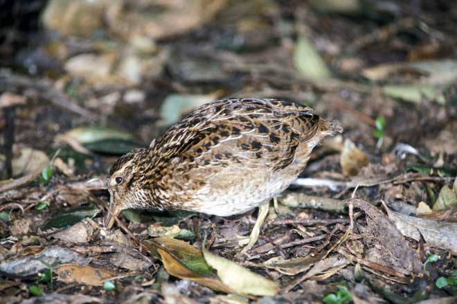 Chatham Island snipe