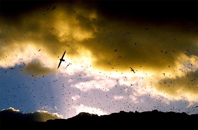 Tītī in flight