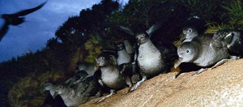 Tītī readying for take off
